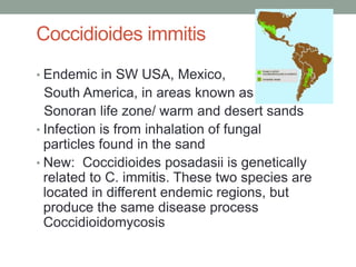 Coccidioides immitis
• Endemic in SW USA, Mexico,
South America, in areas known as the
Sonoran life zone/ warm and desert sands
• Infection is from inhalation of fungal
particles found in the sand
• New: Coccidioides posadasii is genetically
related to C. immitis. These two species are
located in different endemic regions, but
produce the same disease process
Coccidioidomycosis
 