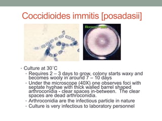 Coccidioides immitis [posadasii]
• Culture at 30˚C
• Requires 2 – 3 days to grow, colony starts waxy and
becomes wooly in around 7 – 10 days
• Under the microscope (40X) one observes foci with
septate hyphae with thick walled barrel shaped
arthroconidia - clear spaces in-between. The clear
spaces are dead arthroconidia.
• Arthroconidia are the infectious particle in nature
• Culture is very infectious to laboratory personnel
 