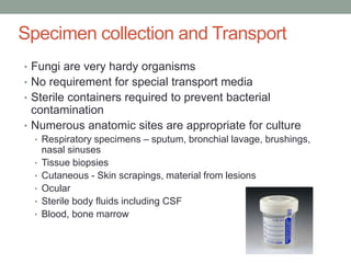 Specimen collection and Transport
• Fungi are very hardy organisms
• No requirement for special transport media
• Sterile containers required to prevent bacterial
contamination
• Numerous anatomic sites are appropriate for culture
• Respiratory specimens – sputum, bronchial lavage, brushings,
nasal sinuses
• Tissue biopsies
• Cutaneous - Skin scrapings, material from lesions
• Ocular
• Sterile body fluids including CSF
• Blood, bone marrow
 