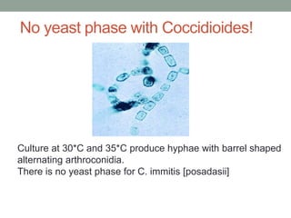 Culture at 30*C and 35*C produce hyphae with barrel shaped
alternating arthroconidia.
There is no yeast phase for C. immitis [posadasii]
No yeast phase with Coccidioides!
 
