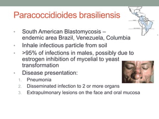 Paracoccidioides brasiliensis
• South American Blastomycosis –
endemic area Brazil, Venezuela, Columbia
• Inhale infectious particle from soil
• >95% of infections in males, possibly due to
estrogen inhibition of mycelial to yeast
transformation
• Disease presentation:
1. Pneumonia
2. Disseminated infection to 2 or more organs
3. Extrapulmonary lesions on the face and oral mucosa
 