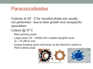 Paracoccidioides
• Cultures at 30°C for mycelial phase are usually
not performed - due to slow growth and nonspecific
sporulation
• Culture @ 37˚C
• Slow growing yeast
• Large yeast (10 – 30uM) with multiple daughter buds
(2 – 10 uM) in size
• Unique budding yeast cell known as the Mariner’s wheel or
Pilot’s wheel yeast
 