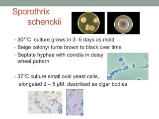 Sporothrix
schenckii
• 30*˚C culture grows in 3 -5 days as mold
• Beige colony/ turns brown to black over time
• Septate hyphae with conidia in daisy
wheel pattern
• 37˚C culture small oval yeast cells,
elongated 2 – 5 µM, described as cigar bodies
 