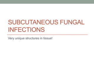 SUBCUTANEOUS FUNGAL
INFECTIONS
Very unique structures in tissue!
 