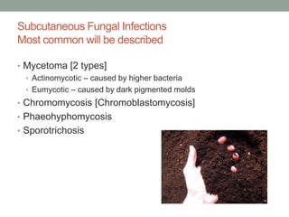Subcutaneous Fungal Infections
Most common will be described
• Mycetoma [2 types]
• Actinomycotic – caused by higher bacteria
• Eumycotic – caused by dark pigmented molds
• Chromomycosis [Chromoblastomycosis]
• Phaeohyphomycosis
• Sporotrichosis
 