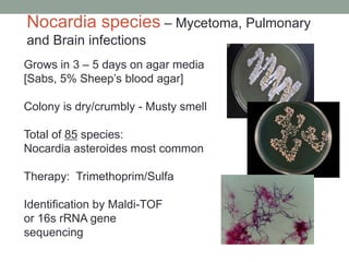 Grows in 3 – 5 days on agar media
[Sabs, 5% Sheep’s blood agar]
Colony is dry/crumbly - Musty smell
Total of 85 species:
Nocardia asteroides most common
Therapy: Trimethoprim/Sulfa
Identification by Maldi-TOF
or 16s rRNA gene
sequencing
Nocardia species – Mycetoma, Pulmonary
and Brain infections
 