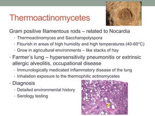 Thermoactinomycetes
Gram positive filamentous rods – related to Nocardia
• Thermoactinomyces and Saccharopolyspora
• Flourish in areas of high humidity and high temperatures (40-60*C)
• Grow in agricultural environments – like stacks of hay
• Farmer’s lung – hypersensitivity pneumonitis or extrinsic
allergic alveolitis, occupational disease
• Immunologically medicated inflammatory disease of the lung
• Inhalation exposure to the thermophilic actinomycetes
• Diagnosis
• Detailed environmental history
• Serology testing
 