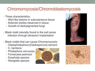 Chromomycosis/Chromoblastomycosis
• Three characteristics:
• Wart like lesions in subcutaneous tissue
• Sclerotic bodies observed in tissue
• Growth of dark/pigmented fungi
• Black mold naturally found in the soil cause
infection through abrasion/ implantation
• Black molds that can cause Chromomycosis:
• Cladophialophora [Cladosporium] carrionii
• C. bantiana
• Phialophora verrucosa
• Fonsecaea pedrosoi
• Exophiala species
• Wangiella species
 