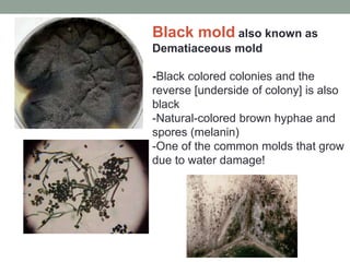 Black mold also known as
Dematiaceous mold
-Black colored colonies and the
reverse [underside of colony] is also
black
-Natural-colored brown hyphae and
spores (melanin)
-One of the common molds that grow
due to water damage!
 