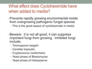 What effect does Cycloheximide have
when added to media?
• Prevents rapidly growing environmental molds
from overgrowing pathogenic fungal species
• This is the good aspect of cycloheximide in media
• Beware: it is not all good, it can suppress
important fungi from growing. Inhibited fungi
include:
• Trichosporon beigelii
• Candida tropicalis
• Cryptococcus neoformans
• Yeast phase of Blastomyces
• Yeast phase of Histoplasma
 