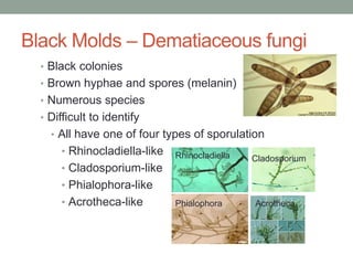 Black Molds – Dematiaceous fungi
• Black colonies
• Brown hyphae and spores (melanin)
• Numerous species
• Difficult to identify
• All have one of four types of sporulation
• Rhinocladiella-like
• Cladosporium-like
• Phialophora-like
• Acrotheca-like
Rhinocladiella Cladosporium
Phialophora Acrotheca
 