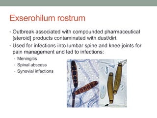 Exserohilum rostrum
• Outbreak associated with compounded pharmaceutical
[steroid] products contaminated with dust/dirt
• Used for infections into lumbar spine and knee joints for
pain management and led to infections:
• Meningitis
• Spinal abscess
• Synovial infections
 