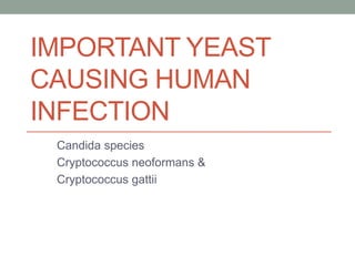 IMPORTANT YEAST
CAUSING HUMAN
INFECTION
Candida species
Cryptococcus neoformans &
Cryptococcus gattii
 