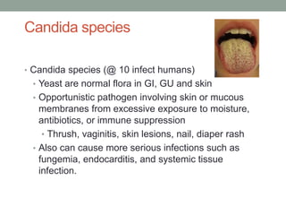 Candida species
• Candida species (@ 10 infect humans)
• Yeast are normal flora in GI, GU and skin
• Opportunistic pathogen involving skin or mucous
membranes from excessive exposure to moisture,
antibiotics, or immune suppression
• Thrush, vaginitis, skin lesions, nail, diaper rash
• Also can cause more serious infections such as
fungemia, endocarditis, and systemic tissue
infection.
 