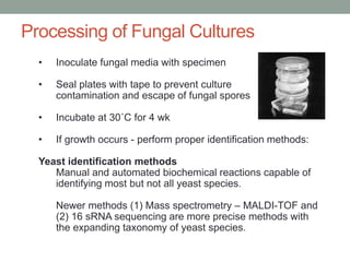 • Inoculate fungal media with specimen
• Seal plates with tape to prevent culture
contamination and escape of fungal spores
• Incubate at 30˚C for 4 wk
• If growth occurs - perform proper identification methods:
Yeast identification methods
Manual and automated biochemical reactions capable of
identifying most but not all yeast species.
Newer methods (1) Mass spectrometry – MALDI-TOF and
(2) 16 sRNA sequencing are more precise methods with
the expanding taxonomy of yeast species.
Processing of Fungal Cultures
 