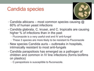 Candida species
• Candida albicans – most common species causing @
60% of human yeast infections
• Candida glabrata, C. krusei, and C. tropicalis are causing
higher % of infections than in the past
• Fluconazole is a very useful oral and IV anti-fungal
• These 3 species are more likely to be resistant to Fluconazole
• New species Candida auris – outbreaks in hospitals,
intrinsically resistant to most anti-fungals
• Candida parapsilosis has emerged as a pathogen of
children and common in IV line infections (forms biofilms
on plastics)
• C.parapsilosis is susceptible to fluconazole.
 