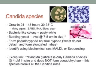 Candida species
• Grow in 24 – 48 hours 30-35*C
• Many agars: SABS, IMA, Blood agar
• Bacteria-like colony – pasty white
• Budding yeast – oval @ 7-8 um in size**
• Form pseudohyphae not true hyphae (Yeast do not
detach and form elongated hyhae)
• Identify using biochemical rxn, MALDI, or Sequencing
• Exception: **Candida glabrata is only Candida species
@ 4 µM in size and does NOT form pseudohyphae – this
species breaks all the Candida rules
pseudohyphae
 