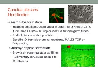 Candida albicans
Identification
• Germ tube formation
• Incubate small amount of yeast in serum for 3-4hrs at 35 ˚C
• If incubate >4 hrs – C. tropicalis will also form germ tubes
• C. dubliniensis is also positive
• Specific ID from biochemical reactions, MALDI-TOF or
Sequencing
• Chlamydospore formation
• Growth on cornmeal agar at 48 hrs
• Rudimentary structures unique to
C. albicans
chlamydospore
 