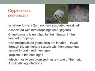 Cryptococcus
neoformans
• In nature forms a 2um non-encapsulated yeast cell.
• Associated with bird droppings (esp. pigeon).
C neoformans is enriched by the nitrogen in the
heaped droppings.
• Non-encapsulated yeast cells are inhaled – travel
through the pulmonary system with hematogenous
spread to brain and meninges
• Tropism to the meninges
• Infects mostly compromised hosts – one of the major
AIDS defining infections
 