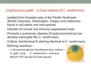 Cryptococcus gattii – a close relative of C. neoformans
• Isolated from forested area of the Pacific Northwest
(British Columbia, Washington, Oregon and California)
found in soil debris and tree species
• Infection of normal and immune suppressed hosts
• Primarily a pulmonary disease [Cryptococcoma] but can
develop meningitis like C. neoformans
• Culture, biochemical & staining identical to C. neoformans
• Defining reactions –
• L Canavanine glycine bromthymol blue medium –
C. gatti = blue C. neoformans = colorless
MALDI-TOF will also ID both species
 