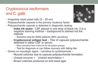 Cryptococcus neoformans
and C. gattii
• Irregularly sized yeast cells (2 – 20 um)
• Polysaccharide capsule is the primary virulence factor
• Polysaccharide capsule is detected in diagnostic testing:
• India ink exam- CSF placed in one drop of black ink. It is a
negative staining method – background is stained not the
capsule
• Sensitive test for AIDS patients (90% sensitive)
• Cryptococcal antigen test – Titer of capsular polysaccharide
detected in either CSF or serum
• More sensitive than India ink for all patient groups
• Test for diagnosis or can follow recovery with falling titer
• Grows on mycologic agars / sensitive to cycloheximide –
• Mucoid colonies due to capsule polysaccharide formation
• Urease enzyme + Inositol assimilation +
• Brown colonies produced on bird seed agar
 