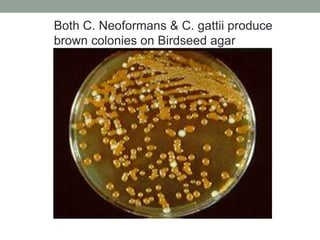 Both C. Neoformans & C. gattii produce
brown colonies on Birdseed agar
 