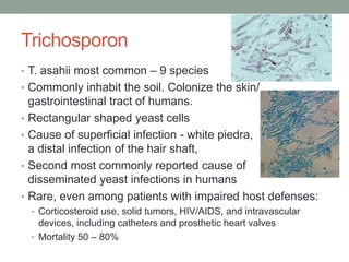 Trichosporon
• T. asahii most common – 9 species
• Commonly inhabit the soil. Colonize the skin/
gastrointestinal tract of humans.
• Rectangular shaped yeast cells
• Cause of superficial infection - white piedra,
a distal infection of the hair shaft,
• Second most commonly reported cause of
disseminated yeast infections in humans
• Rare, even among patients with impaired host defenses:
• Corticosteroid use, solid tumors, HIV/AIDS, and intravascular
devices, including catheters and prosthetic heart valves
• Mortality 50 – 80%
 