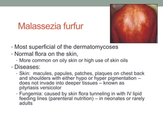 Malassezia furfur
• Most superficial of the dermatomycoses
• Normal flora on the skin,
• More common on oily skin or high use of skin oils
• Diseases:
• Skin: macules, papules, patches, plaques on chest back
and shoulders with either hypo or hyper pigmentation –
does not invade into deeper tissues – known as
pityriasis versicolor
• Fungemia: caused by skin flora tunneling in with IV lipid
feeding lines (parenteral nutrition) – in neonates or rarely
adults
 