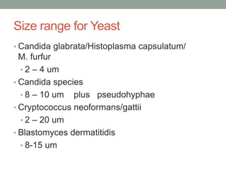 Size range for Yeast
• Candida glabrata/Histoplasma capsulatum/
M. furfur
• 2 – 4 um
• Candida species
• 8 – 10 um plus pseudohyphae
• Cryptococcus neoformans/gattii
• 2 – 20 um
• Blastomyces dermatitidis
• 8-15 um
 