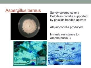Aspergillus terreus Sandy colored colony
Colorless conidia supported
by phialids headed upward
Aleurioconidia produced
Int...