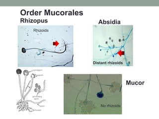 Rhizopus Absidia
Distant rhizoids
Mucor
No rhizoids
Rhizoids
Order Mucorales
 
