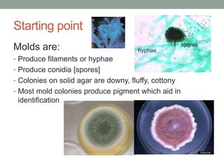 Starting point
Molds are:
• Produce filaments or hyphae
• Produce conidia [spores]
• Colonies on solid agar are downy, flu...