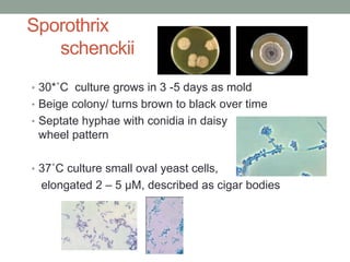 Sporothrix
schenckii
• 30*˚C culture grows in 3 -5 days as mold
• Beige colony/ turns brown to black over time
• Septate h...