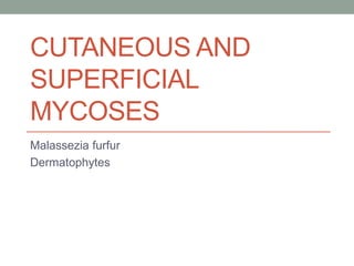 CUTANEOUS AND
SUPERFICIAL
MYCOSES
Malassezia furfur
Dermatophytes
 
