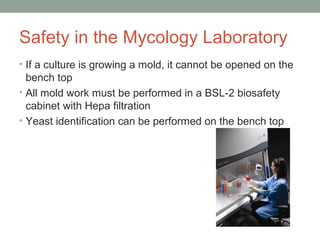 Safety in the Mycology Laboratory
• If a culture is growing a mold, it cannot be opened on the
bench top
• All mold work must be performed in a BSL-2 biosafety
cabinet with Hepa filtration
• Yeast identification can be performed on the bench top
 