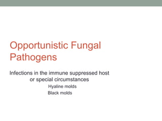 Opportunistic Fungal
Pathogens
Infections in the immune suppressed host
or special circumstances
Hyaline molds
Black molds
 