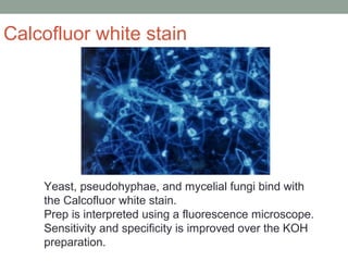 Yeast, pseudohyphae, and mycelial fungi bind with
the Calcofluor white stain.
Prep is interpreted using a fluorescence microscope.
Sensitivity and specificity is improved over the KOH
preparation.
Calcofluor white stain
 