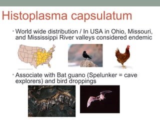 Histoplasma capsulatum
• World wide distribution / In USA in Ohio, Missouri,
and Mississippi River valleys considered ende...