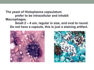 The yeast of Histoplasma capsulatum
prefer to be intracellular and inhabit
Macrophages.
Small 2 – 4 um, regular in size, a...