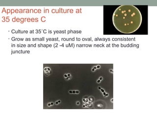 Appearance in culture at
35 degrees C
• Culture at 35˚C is yeast phase
• Grow as small yeast, round to oval, always consistent
in size and shape (2 -4 uM) narrow neck at the budding
juncture
 