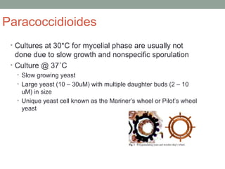 Paracoccidioides
• Cultures at 30*C for mycelial phase are usually not
done due to slow growth and nonspecific sporulation...