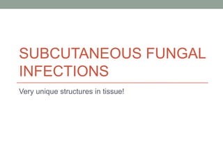 SUBCUTANEOUS FUNGAL
INFECTIONS
Very unique structures in tissue!
 