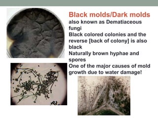 Black molds/Dark molds
also known as Dematiaceous
fungi
Black colored colonies and the
reverse [back of colony] is also
bl...