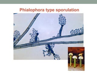 Phialophora type sporulation
 