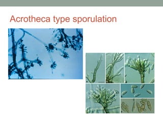 Acrotheca type sporulation
 
