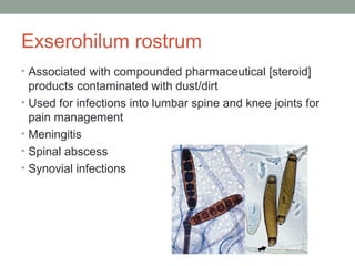 Exserohilum rostrum
• Associated with compounded pharmaceutical [steroid]
products contaminated with dust/dirt
• Used for ...