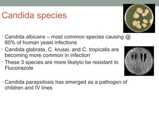 Candida species
• Candida albicans – most common species causing @
60% of human yeast infections
• Candida glabrata, C. kr...