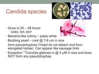 Candida species
• Grow in 24 – 48 hours
• SABS, IMA, BAP
• Bacteria-like colony – pasty white
• Budding yeast – oval @ 7-8...