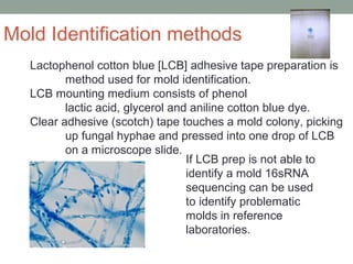 Lactophenol cotton blue [LCB] adhesive tape preparation is
method used for mold identification.
LCB mounting medium consis...