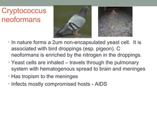 Cryptococcus
neoformans
• In nature forms a 2um non-encapsulated yeast cell. It is
associated with bird droppings (esp. pigeon). C
neoformans is enriched by the nitrogen in the droppings.
• Yeast cells are inhaled – travels through the pulmonary
system with hematogenous spread to brain and meninges
• Has tropism to the meninges
• Infects mostly compromised hosts - AIDS
 